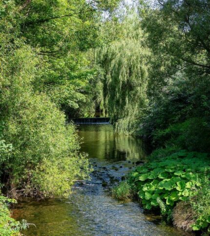 Lush green river view near Springfield Hotel, perfect for family relaxation.